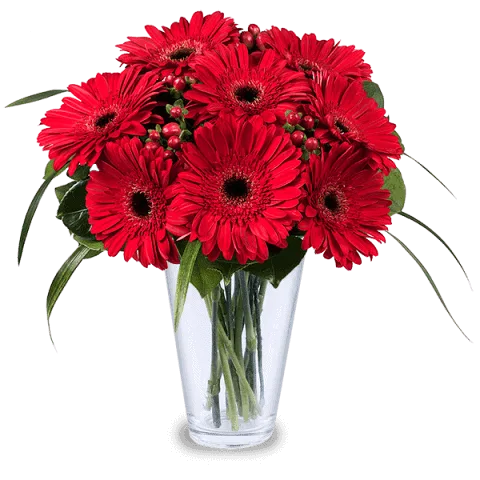 12 Gerberas
